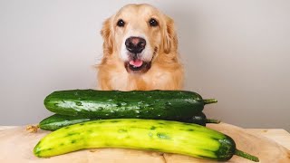 Dog : Show your friend who doesn't Eat Cucumber  ASMR[Dog MukBang] by 댕댕이와야옹이 313,931 views 3 years ago 5 minutes, 6 seconds