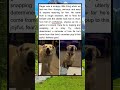From scared shelter pup to joyful fry-snatching pro.Rager’s journey is pure resilience and happiness