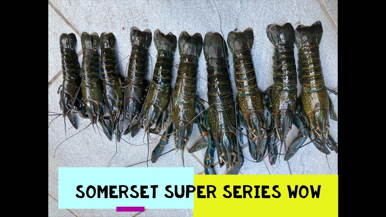 RED CLAW SOMERSET DAM FISHING MARATHON SERIES CATCHING RED CLAW YABBIES IN QUEENSLAND YABBY RED CLAW SOMERSET DAM FISHING MARATHON SERIES CATCHING RED CLAW YABBIES IN QUEENSLAND YABBY