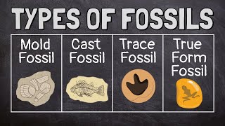 What Are Fossils? screenshot 1