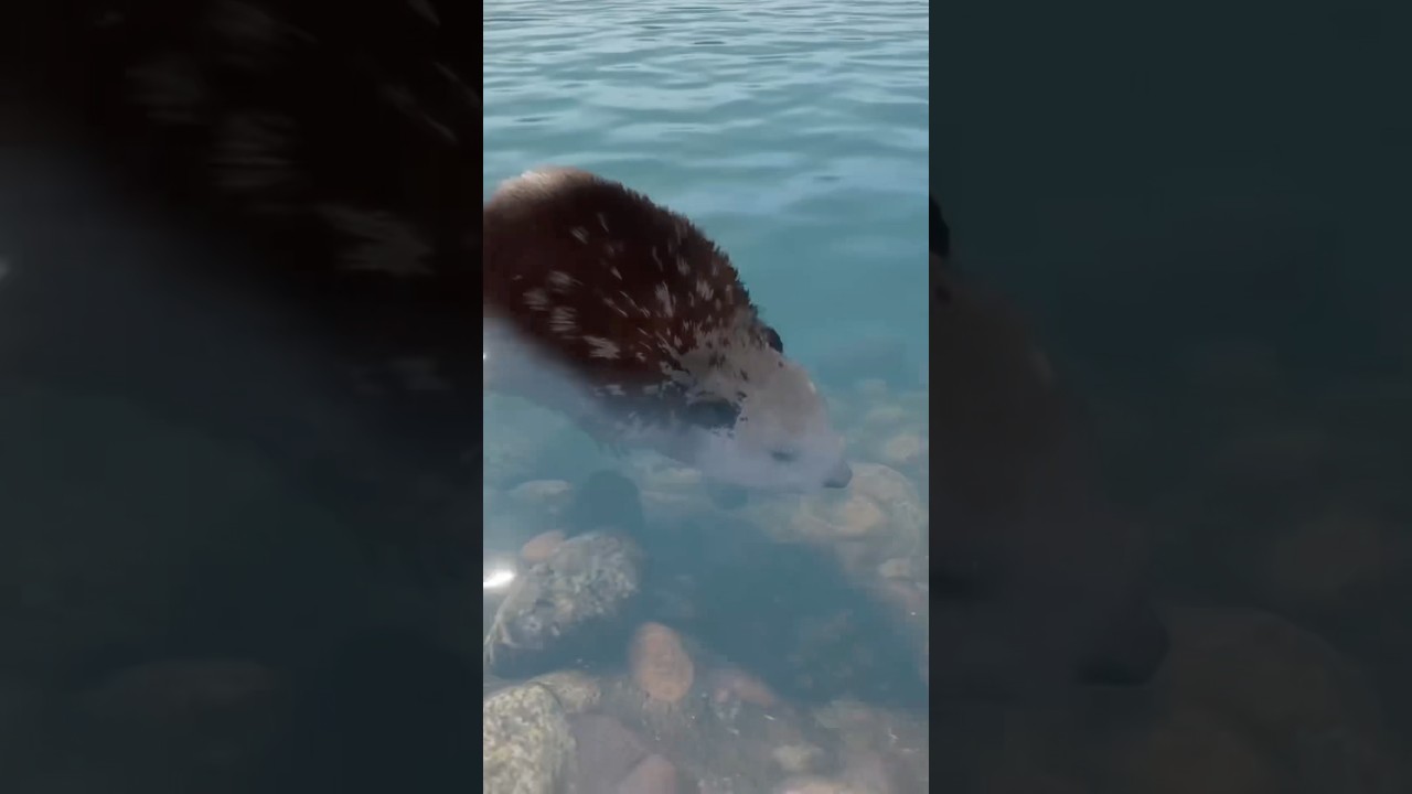 ПЕГИЙ БОБЁР 🦫 в игре theHunter Call of the Wild! 