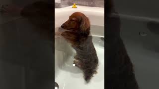 Dog Farts In The Baththen Looks At Mom Like Sorry