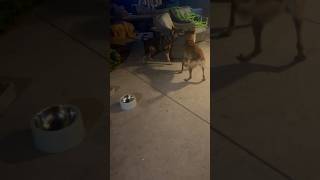 Belgian Malinois has to repeatedly correct puppy that’s out of line #belgianmalinois #trending #dog