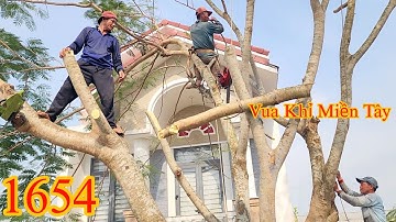 Nhóm Vua Khỉ Miền Tây cưa cây Phượng nằm trong nhà (1/2) Cutting tree