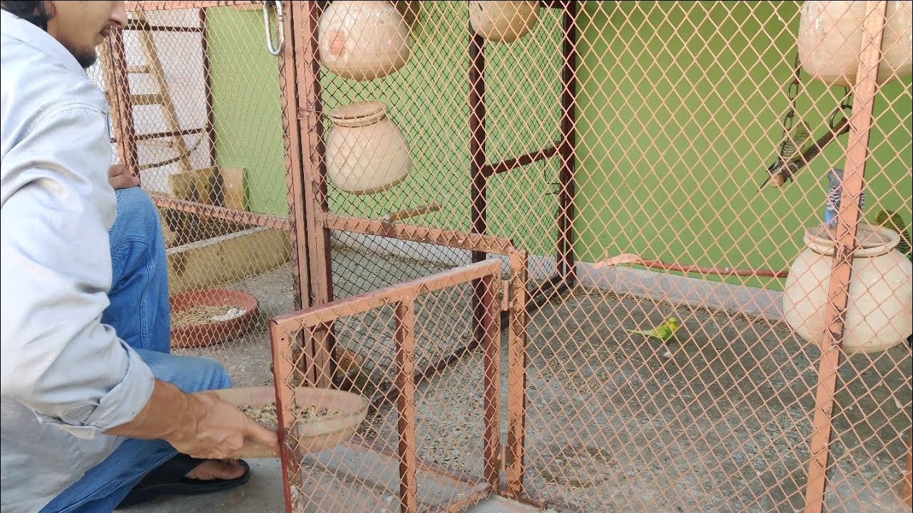 DAY 74🦜11th RAMADAN  part(3) 😍#birds 👉 @ansarak7747  #parrot #minivlog #foryou 