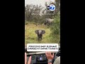 Ferocious baby elephant charges at safari tourists