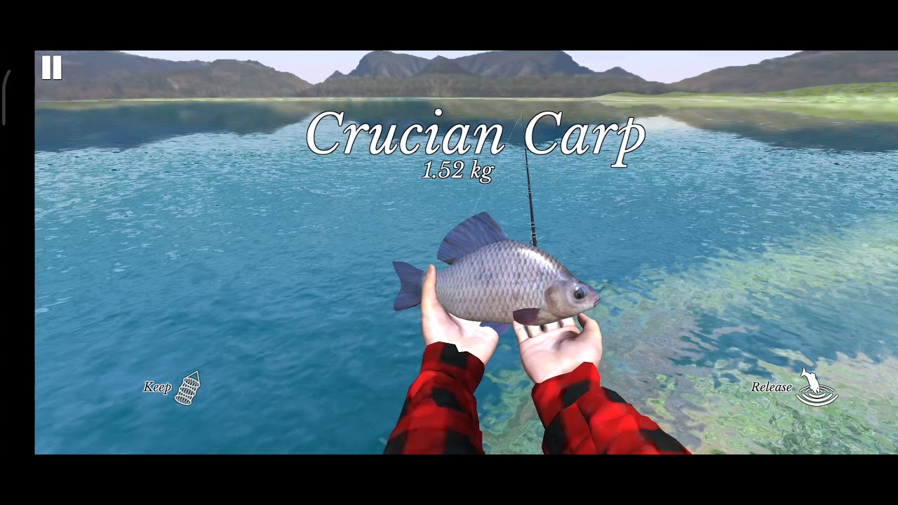 crucian carp fish // ultimate fishing simulator