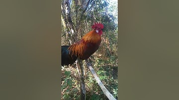 lam siab Tus me nyuam qaib dib dub no nawb 8/1/2024 Xov tooj 02058823335