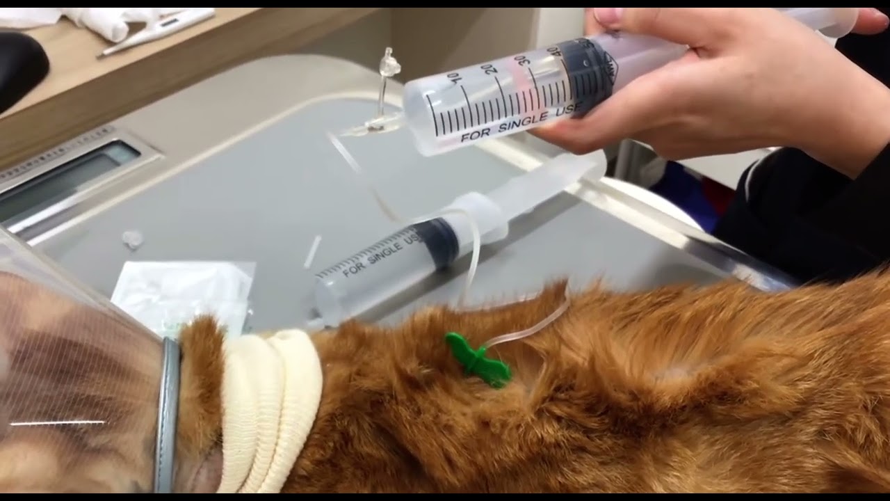 皮下輸液　　猫、犬　　腎臓 猫や犬の腎不全・腎臓病の症状緩和ヒント（慢性腎不全・腎臓病など