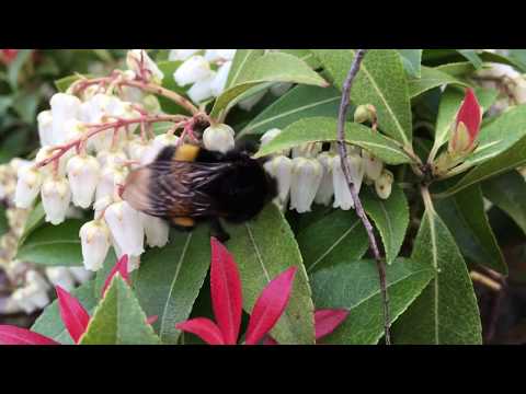 Video: Mga Halaman Ng Springtime Na Malason Sa Mga Alagang Hayop