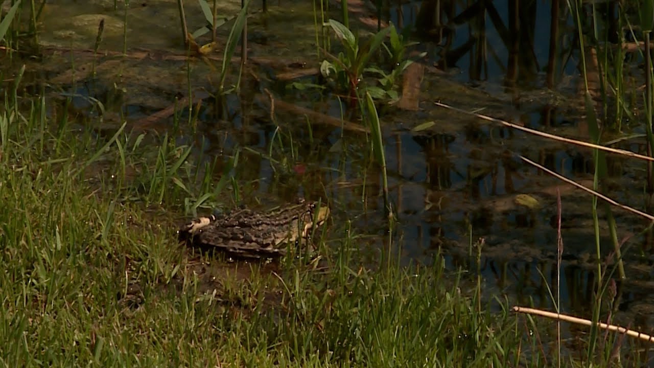 Kur pazudušas vardes?