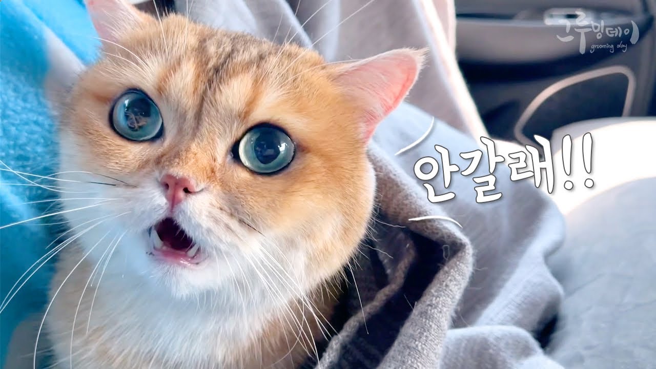 Я принесла домой кошку, которая настояла на том, чтобы жить с бабушкой.