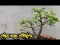 Hard pruning Streblus asper Bonsai and repotting