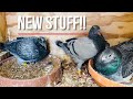 New equipment new babies and new breeder coming to rfrp life breeding racing pigeons unfiltered