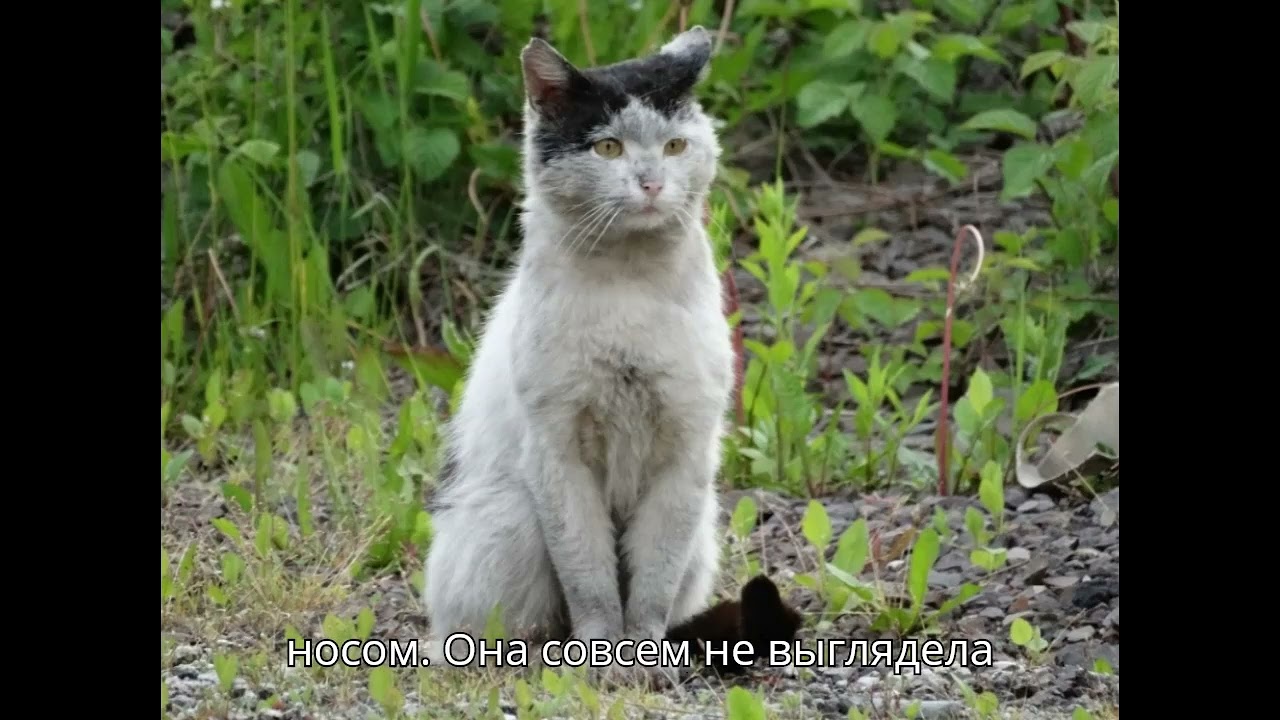 Кошечка Шуня плакала под окнами большого дома от безысходности пока в её жизни не появился человек