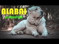 World Largest Dog Breed In Pakistan Alabai || Central Asian Shepherd || Alabai dog breed