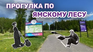 ПРОГУЛКА по ЯМСКОМУ ЛЕСУ | курорт ЗАВИДОВО