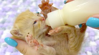 Веселые маленькие котята наслаждаются бутылочкой с молоком