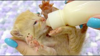 Kittens Wrap Their Paws Around the Bottle – And the Other Cats Can't Stop Watching! 😂🍼😻