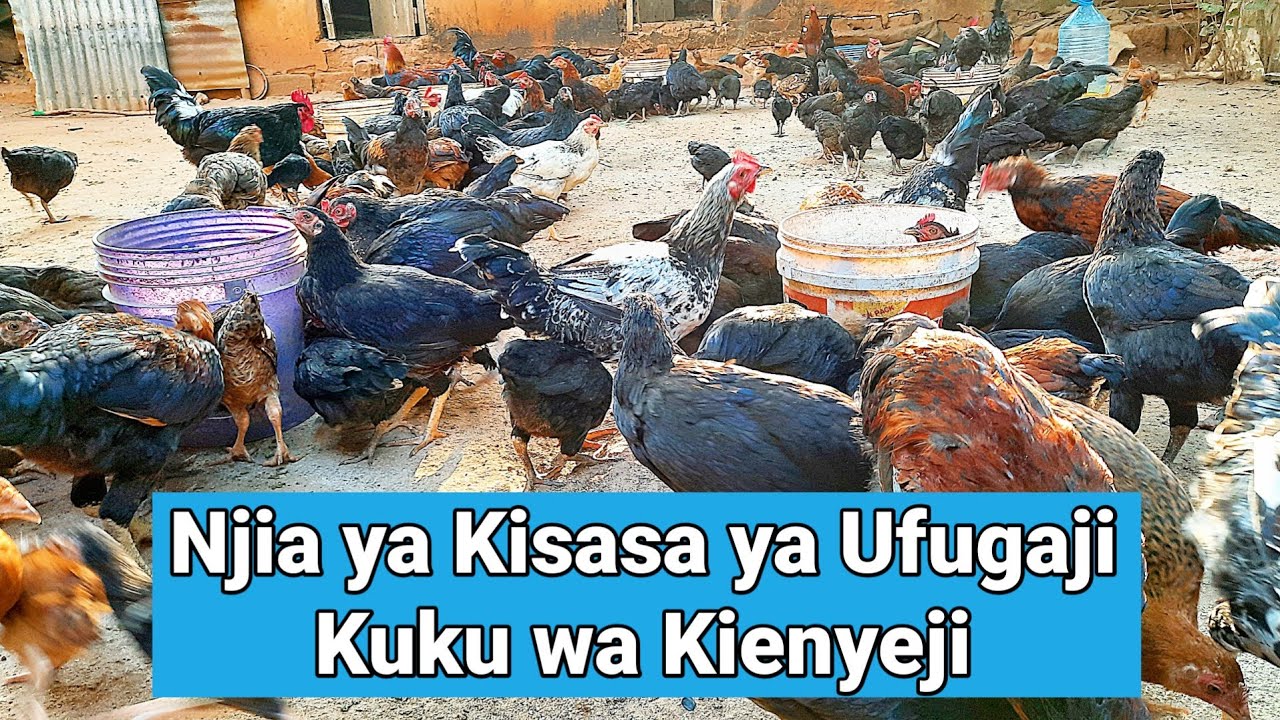 Ufugaji wa Kuku wa Kienyeji kwa Njia ya Kisasa