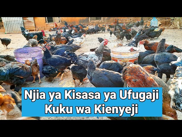 Ufugaji wa Kuku wa Kienyeji kwa Njia ya Kisasa class=