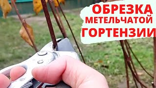 Весной Или Осенью | На Сколько Почек | Формировка Метельчатой Гортензии | Мой Опыт