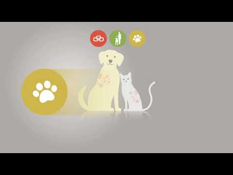 Video: Hautblasen (vesikulopustulöse Dermatosen) Bei Katzen