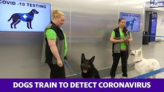 Dogs train to detect coronavirus