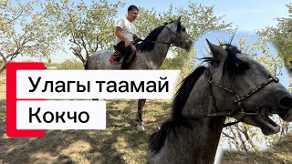 картинка: Аттын кучтуусу кара жантактан чыкты  Имардан