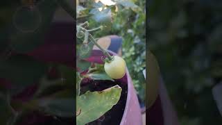 Algunas de mis plantas