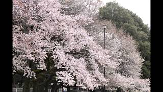 東京都世田谷区　砧公園　桜（2024年4月4日）