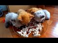 Funny Cats And Kittens Who Don't Want To Share Their FoodCats Vs Invisible Wall