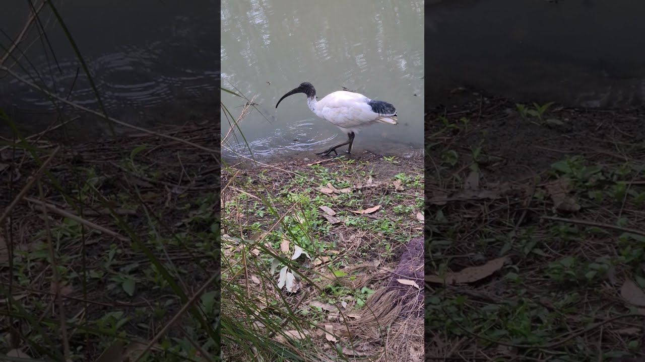 Ibis In Nature Strip (With Bird Noises)