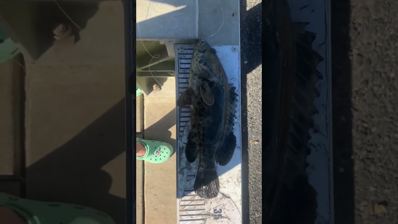 rapala crush city suspect