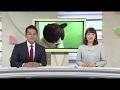 2017年 むぎ(猫)沖縄ニュース