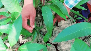 شاهد ما بعد نجاح زراعة بذور المانجو و كيف تعتني بها | مكونات التربة • التسميد • الرش | الجزء الثاني