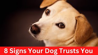 8 Signs Your Dog Really Trusts You by Pet Pals 37 views 1 year ago 3 minutes, 37 seconds