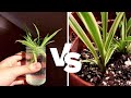 Spider plant propagation in water vs soil 2month comparison  should i propagate in water or soil