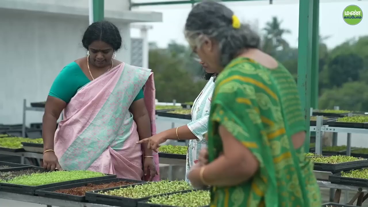 👉 முளைப்பாரியில் 30 லட்சம் 😱 கீரையை விட 40 மடங்கு சத்து | Microgreens Tamil |Samumicrogreens