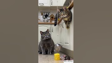 Look at that! 👀 見て！👀 #cats #tabbycat #trap #shorts #catshorts