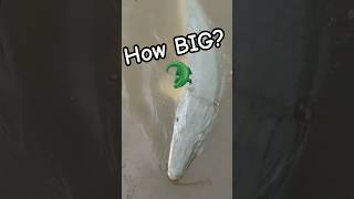 Whats Your BIGGEST Fish EVER!?