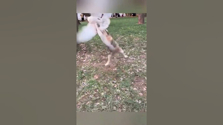 🐱 Я показал это кошке. Она сказала, что это графика, такого не бывает, и легла спать #тренды #смешно