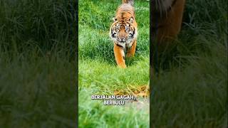 Harimau Sumatra: Raja Hutan yang Terancam Punah!😱😬 #shorts #faktahewan #faktaunik #shorts