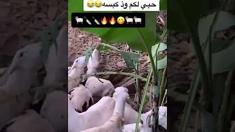 حبي لكم وذ نكهه