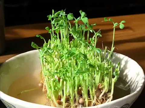豆苗の日々
