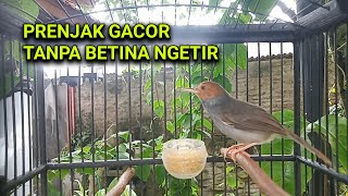 Rpenjak Klawu Engkel Gacor  Ampuh Untuk Menaikkan Mental Burung Prenjak Lain