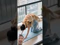 #funny #cute #pets #animals