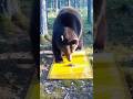 粘着罠が熊を捕獲する瞬間!Part2 #animalshorts #衝撃映像 #監視カメラ #自然の記録 #野生動物