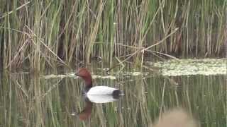 Common Pochard Aythya Ferina Tafelente