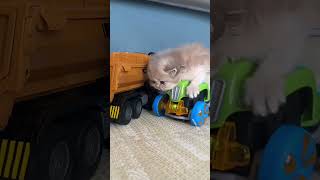 The kitten is here! Super cool. #cats #cat #cute  #kitten #kittens